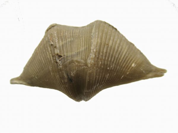 Russian Cyrtospirifer Brachiopod #18