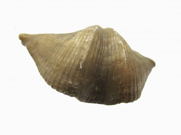 Russian Cyrtospirifer Brachiopod #19