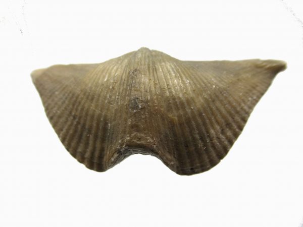 Russian Cyrtospirifer Brachiopod #19 - Image 2