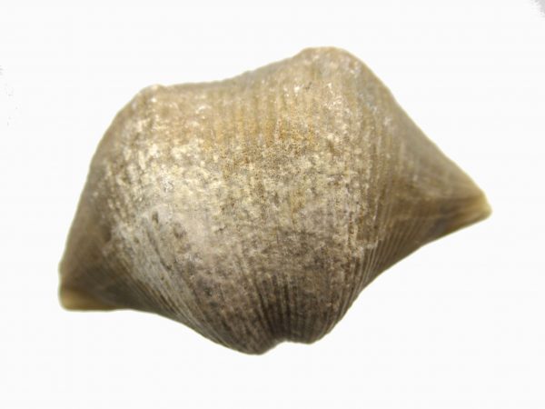 Russian Cyrtospirifer Brachiopod #1 - Image 2