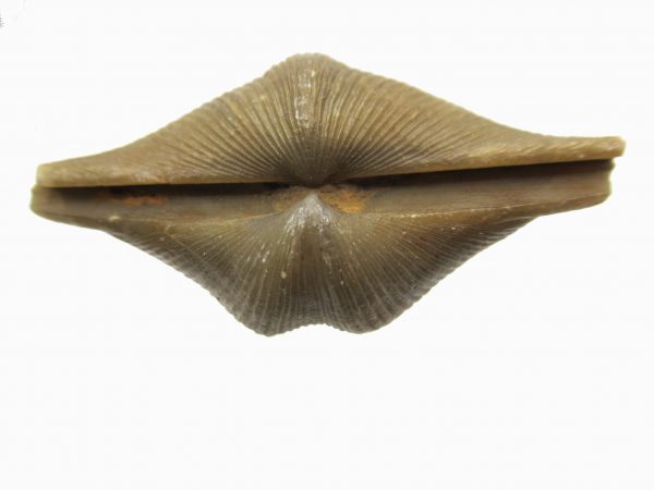 Russian Cyrtospirifer Brachiopod #1 - Image 3