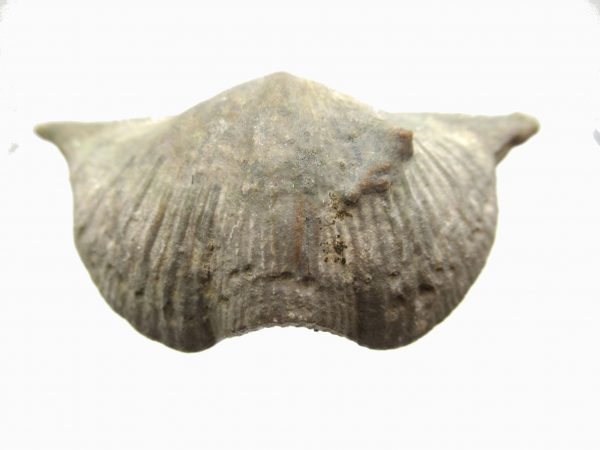 Russian Cyrtospirifer Brachiopod #2