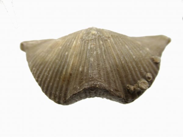 Russian Cyrtospirifer Brachiopod #21