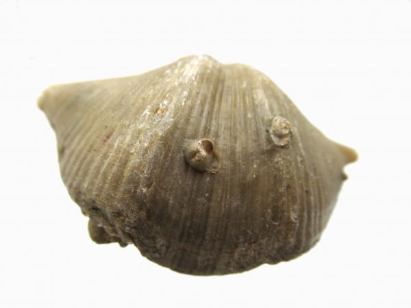 Russian Cyrtospirifer Brachiopod #21 - Image 2