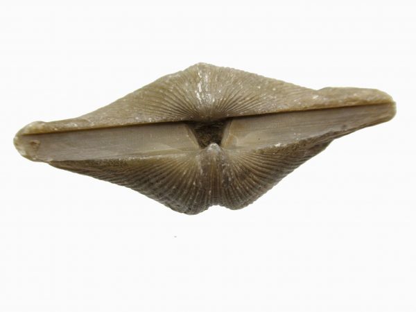 Russian Cyrtospirifer Brachiopod #21 - Image 3