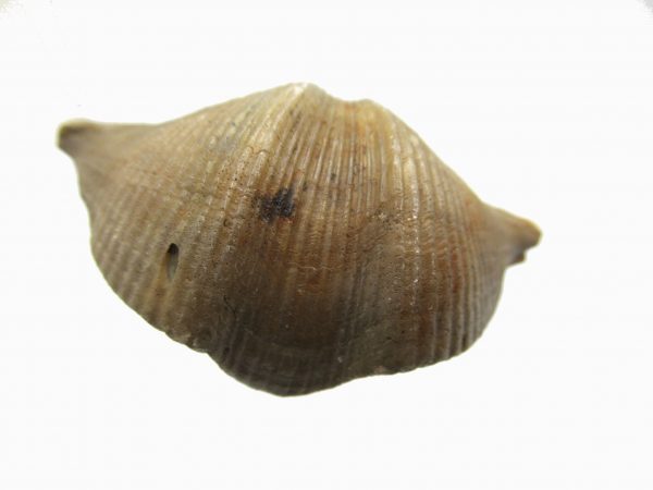 Russian Cyrtospirifer Brachiopod #22