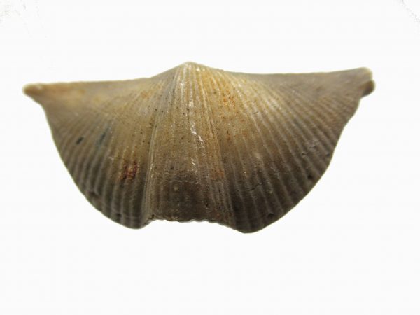 Russian Cyrtospirifer Brachiopod #22 - Image 2