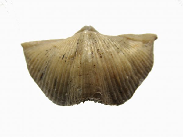 Russian Cyrtospirifer Brachiopod #23