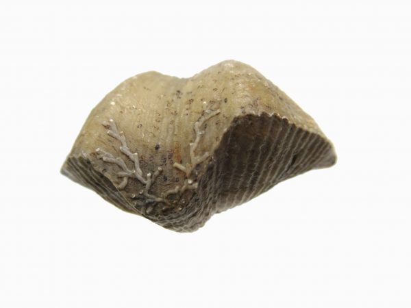 Russian Cyrtospirifer Brachiopod #23 - Image 2