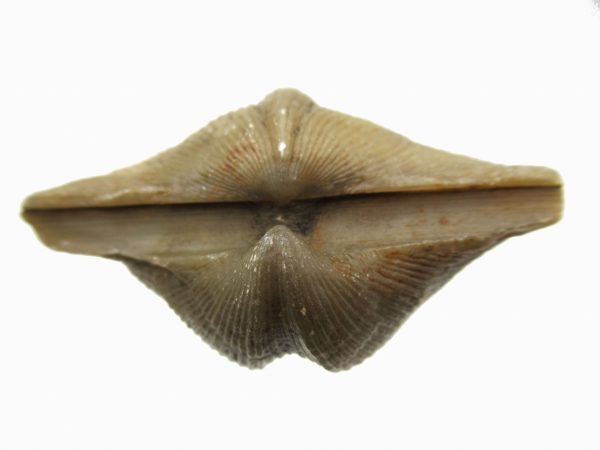 Russian Cyrtospirifer Brachiopod #23 - Image 3