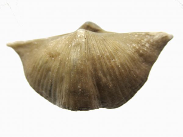 Russian Cyrtospirifer Brachiopod #25