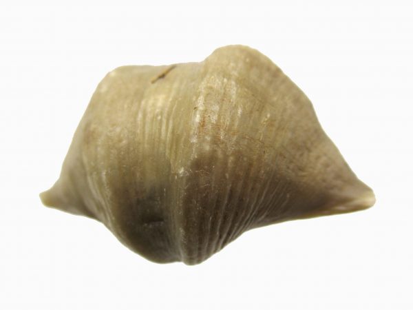 Russian Cyrtospirifer Brachiopod #25 - Image 2