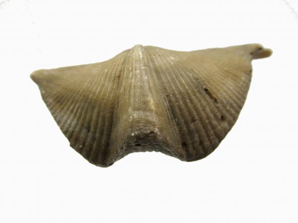 Russian Cyrtospirifer Brachiopod #26