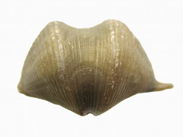 Russian Cyrtospirifer Brachiopod #26 - Image 2