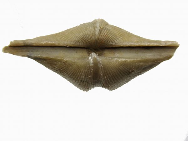 Russian Cyrtospirifer Brachiopod #26 - Image 3