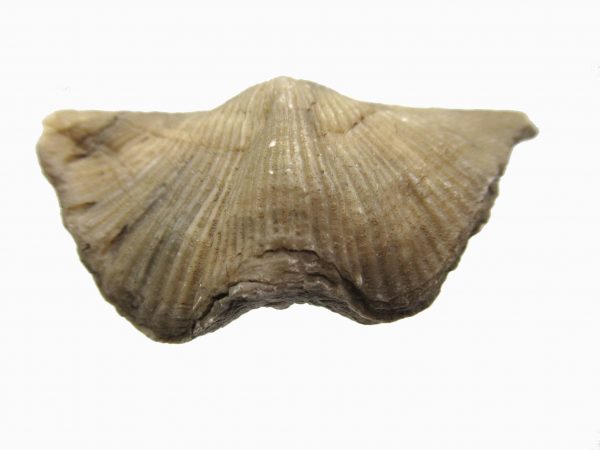 Russian Cyrtospirifer Brachiopod #27