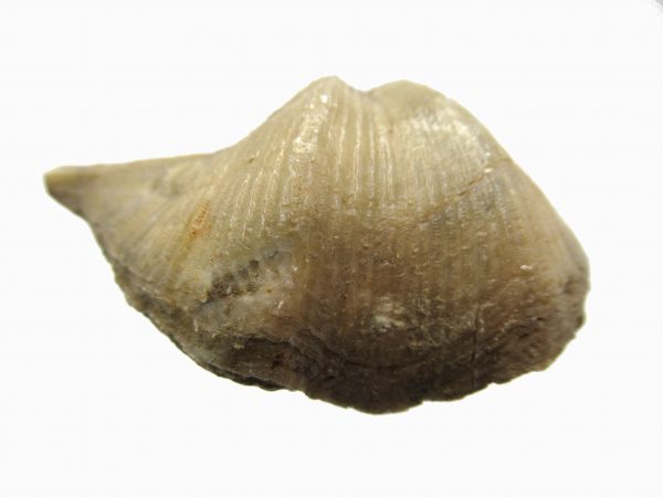 Russian Cyrtospirifer Brachiopod #27 - Image 2