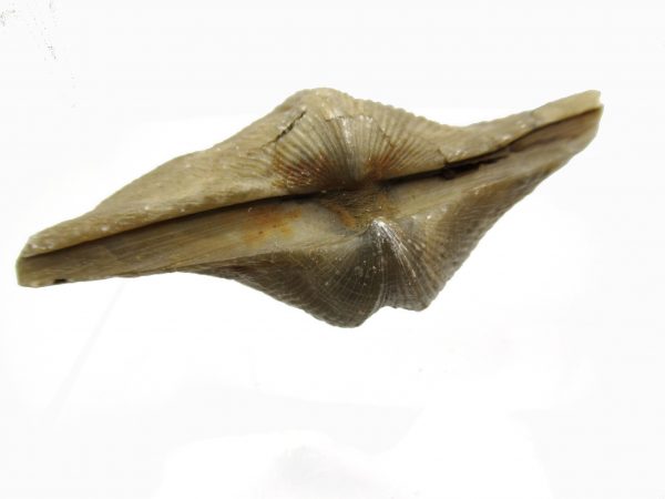 Russian Cyrtospirifer Brachiopod #27 - Image 3