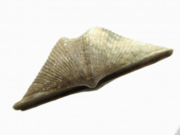 Russian Cyrtospirifer Brachiopod #28