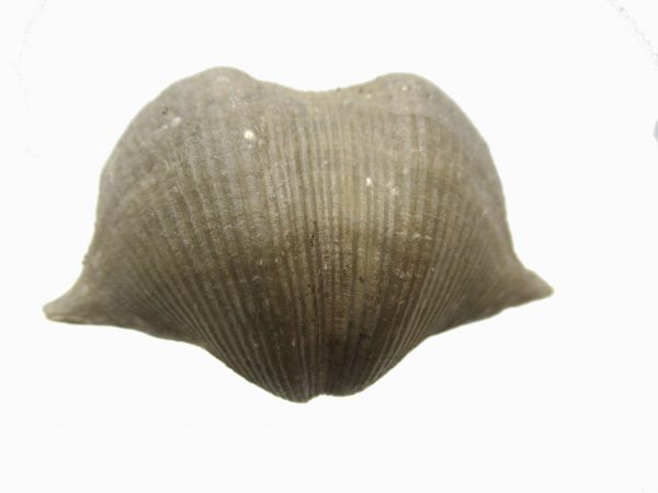 Russian Cyrtospirifer Brachiopod #2 - Image 2