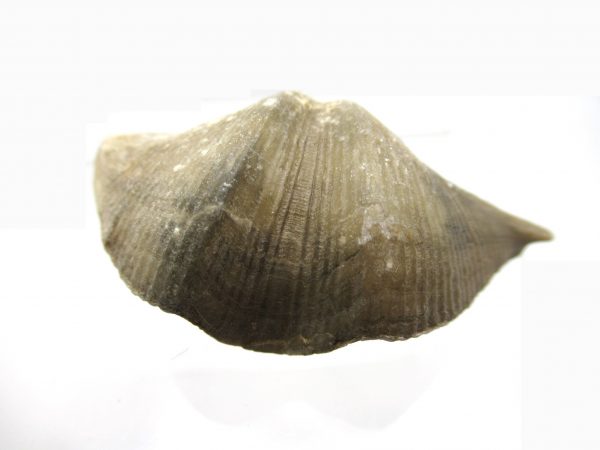 Russian Cyrtospirifer Brachiopod #33 - Image 2