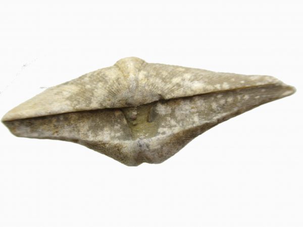 Russian Cyrtospirifer Brachiopod #33 - Image 3