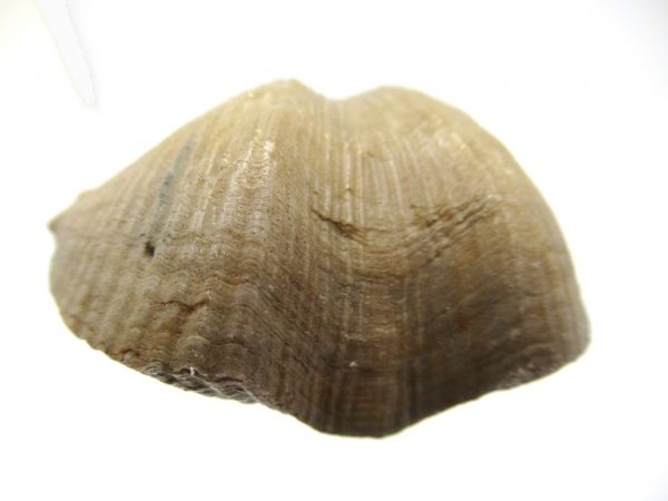 Russian Cyrtospirifer Brachiopod #34