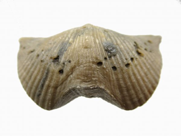 Russian Cyrtospirifer Brachiopod #34 - Image 2