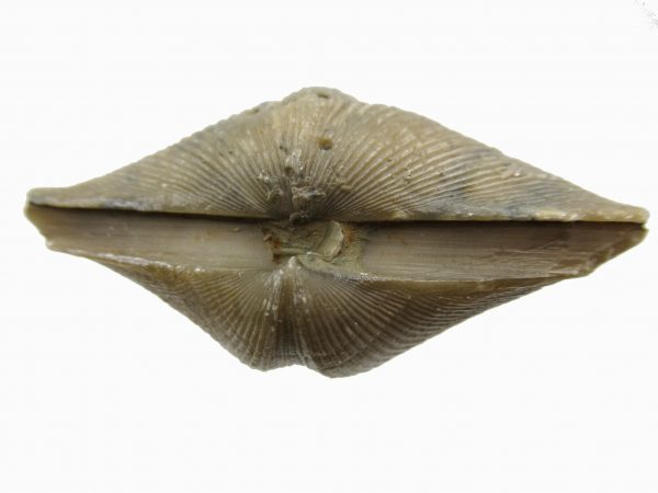 Russian Cyrtospirifer Brachiopod #34 - Image 3