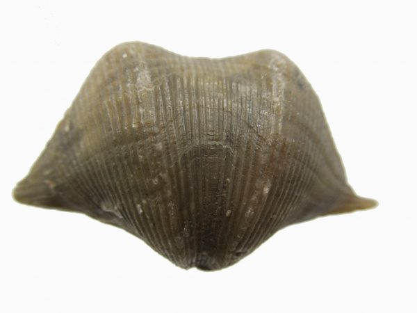 Russian Cyrtospirifer Brachiopod #35