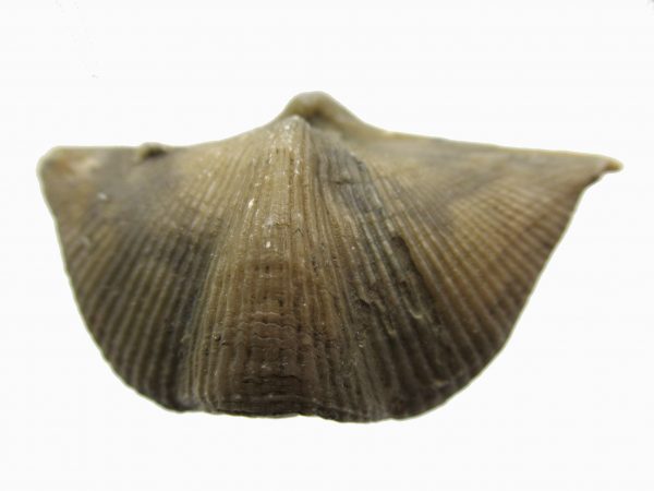 Russian Cyrtospirifer Brachiopod #35 - Image 2