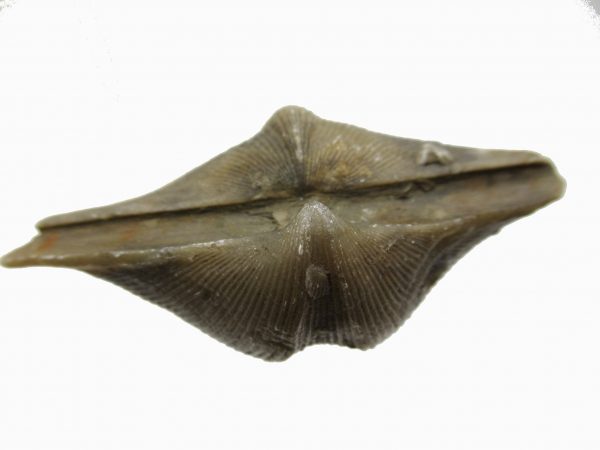 Russian Cyrtospirifer Brachiopod #35 - Image 3