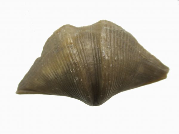 Russian Cyrtospirifer Brachiopod #36