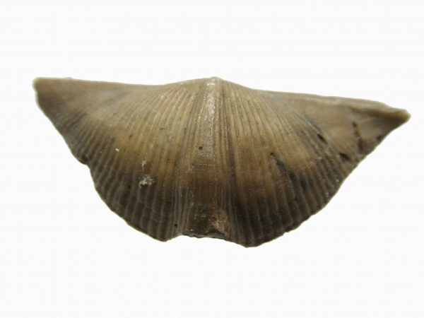 Russian Cyrtospirifer Brachiopod #36 - Image 2