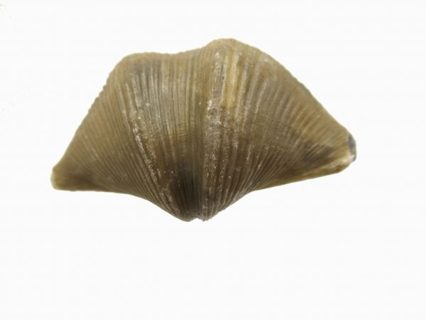 Russian Cyrtospirifer Brachiopod #3 - Image 2