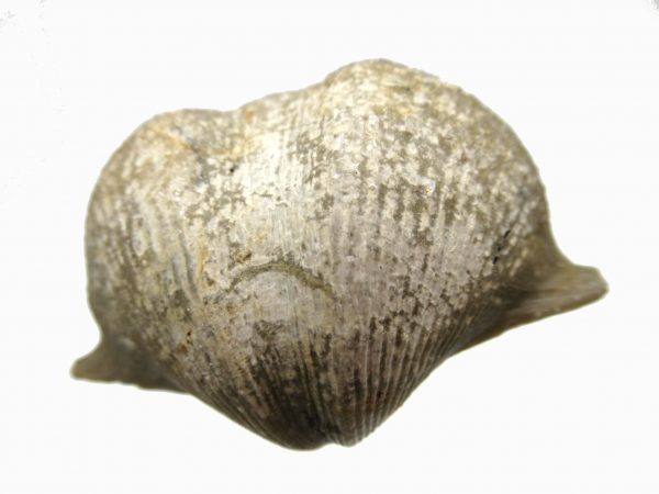 Russian Cyrtospirifer Brachiopod #5