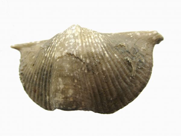 Russian Cyrtospirifer Brachiopod #5 - Image 2