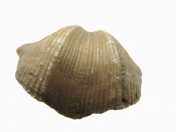 Russian Cyrtospirifer Brachiopod #6