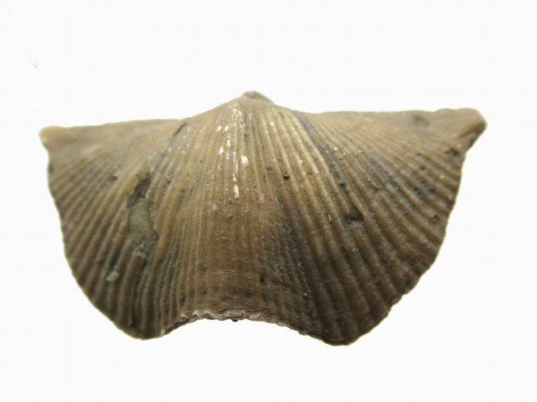 Russian Cyrtospirifer Brachiopod #6 - Image 2