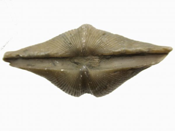 Russian Cyrtospirifer Brachiopod #6 - Image 3