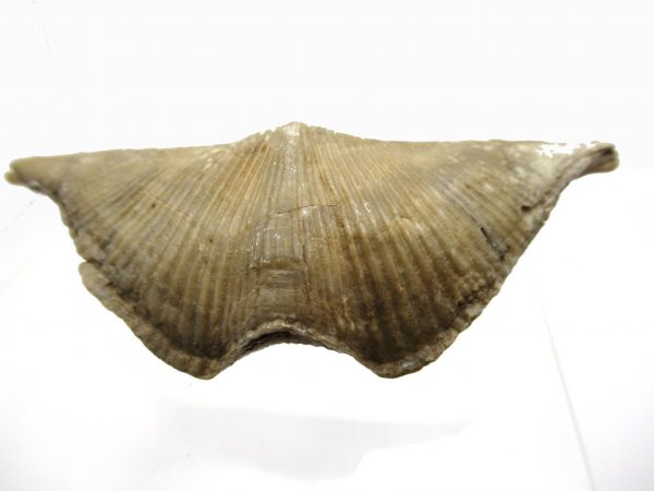 Russian Cyrtospirifer Brachiopod #7