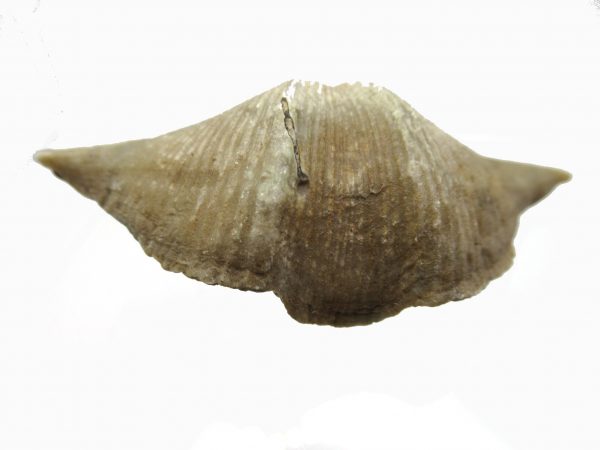 Russian Cyrtospirifer Brachiopod #7 - Image 2