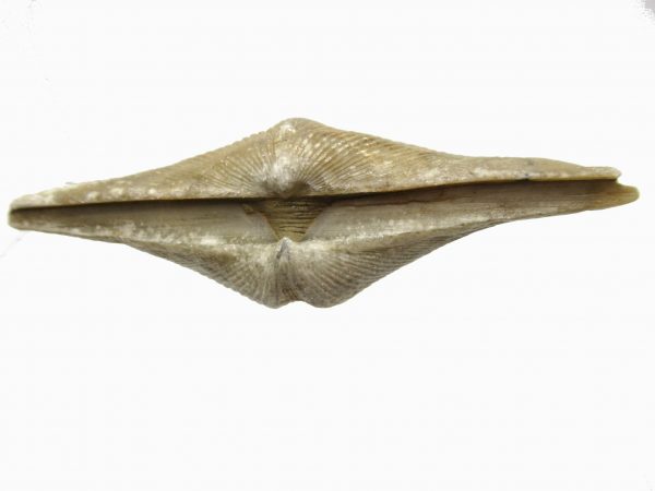 Russian Cyrtospirifer Brachiopod #7 - Image 3