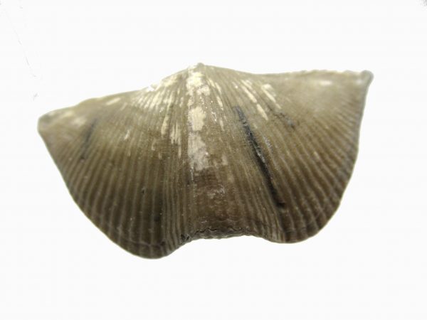 Russian Cyrtospirifer Brachiopod #8