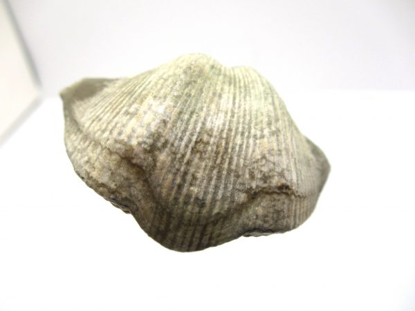 Russian Cyrtospirifer Brachiopod #8 - Image 2