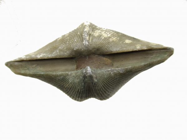 Russian Cyrtospirifer Brachiopod #8 - Image 3