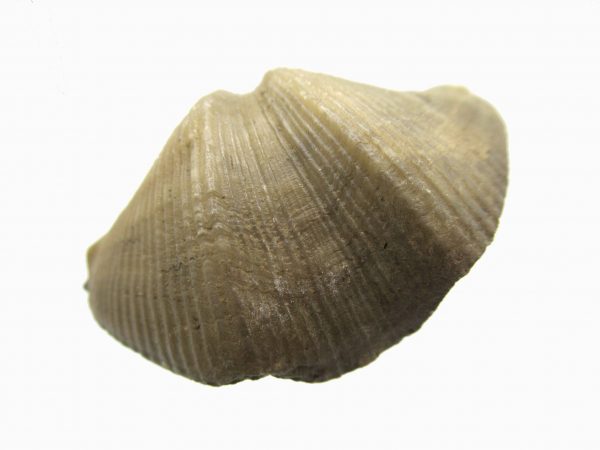 Russian Cyrtospirifer Brachiopod #9