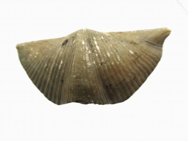 Russian Cyrtospirifer Brachiopod #9 - Image 2