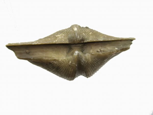 Russian Cyrtospirifer Brachiopod #9 - Image 3