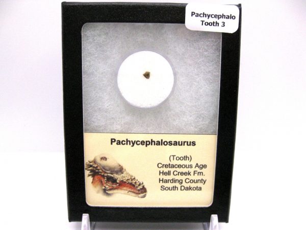 Pachycephalosaurus Dinosaur Tooth #3